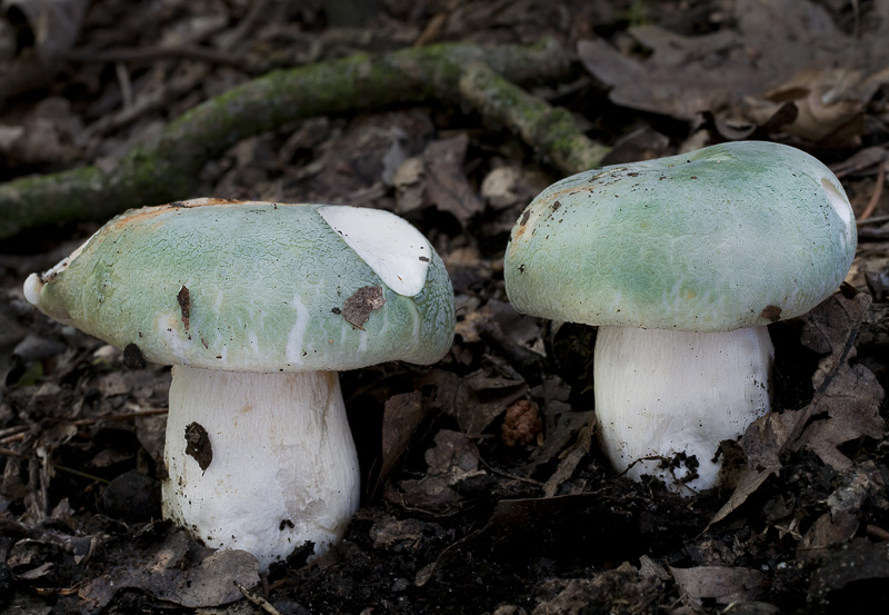 Russula virescens